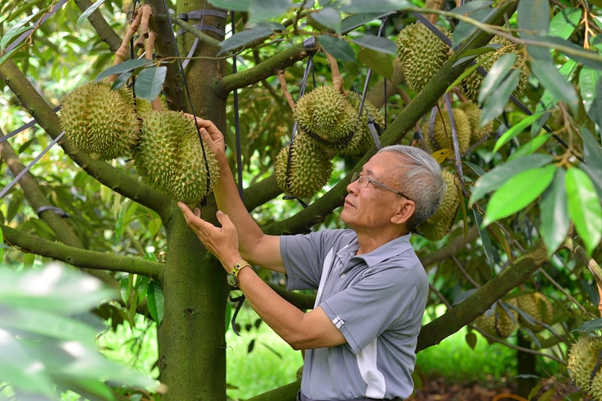 Lâm Đồng siết chặt quản lý chất lượng sầu riêng