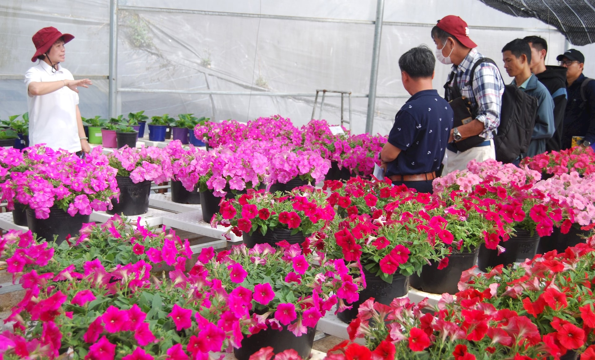 Sản xuất hoa bản quyền cần nhiều giải pháp hữu hiệu hơn