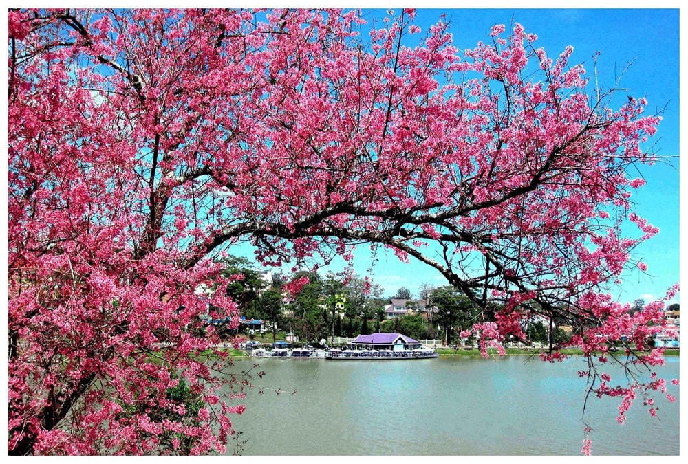 Đảng và mùa xuân